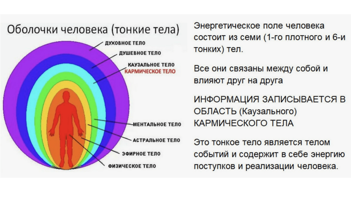 Тела человека
